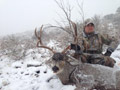 MGT Mule Deer