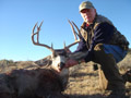 MGT Mule Deer