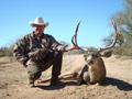 MGT Mule Deer