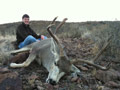 MGT Mule Deer