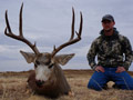 MGT Mule Deer