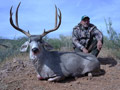 MGT Mule Deer