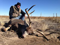 MGT Mule Deer