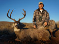 MGT Mule Deer