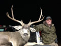 MGT Mule Deer