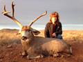 MGT Mule Deer