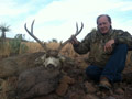 MGT Mule Deer