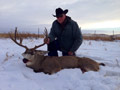 MGT Mule Deer