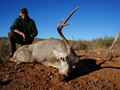 MGT Mule Deer