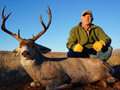 MGT Mule Deer