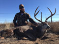 MGT Mule Deer