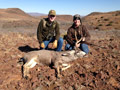 MGT Mule Deer