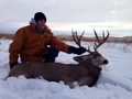 MGT Mule Deer