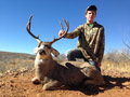 MGT Mule Deer