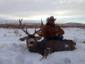 MGT Mule Deer