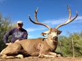 MGT Mule Deer