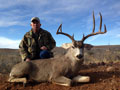 MGT Mule Deer