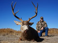 MGT Mule Deer