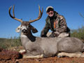 MGT Mule Deer