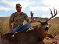 MGT Mule Deer