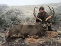 MGT Mule Deer