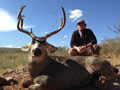 MGT Mule Deer