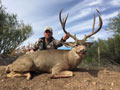 MGT Mule Deer