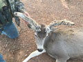 MGT Mule Deer