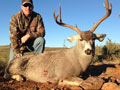 MGT Mule Deer