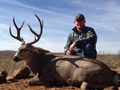 MGT Mule Deer