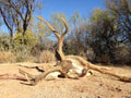 MGT Mule Deer