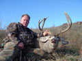 MGT Mule Deer