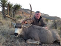 MGT Mule Deer