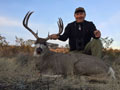 MGT Mule Deer