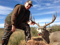 MGT Mule Deer