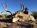 MGT Mule Deer