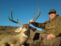 MGT Mule Deer