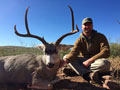 MGT Mule Deer