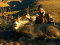 MGT Mule Deer