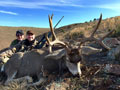 MGT Mule Deer