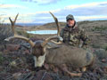 MGT Mule Deer