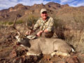 MGT Mule Deer