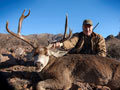 MGT Mule Deer