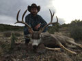 MGT Mule Deer