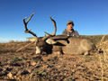 MGT Mule Deer