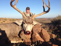 MGT Mule Deer