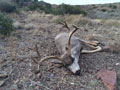 MGT Mule Deer