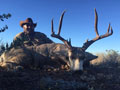 MGT Mule Deer