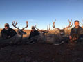 MGT Mule Deer