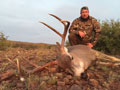 MGT Mule Deer